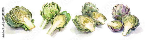 Simple, Beautiful sliced artichoke set painting design set. Hand-painted style, vectorized, vector set available in EPS Simple Hand-painted watercolor style. Adobe Illustrator Artwork