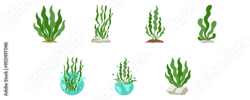World seagrass day illustration. Seagrass, seaweed ocean ecosystem conservation. Vector isolated.