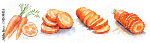 Simple, Beautiful sliced carrot set painting design set. Hand-painted style, vectorized, vector set available in EPS Simple Hand-painted watercolor style. Adobe Illustrator Artwork