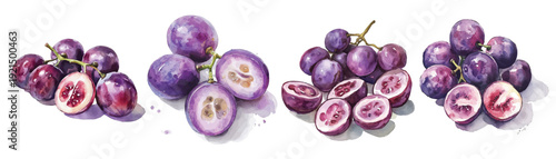Simple, Beautiful sliced purple grape set painting design set. Hand-painted style, vectorized, vector set available in EPS Simple Hand-painted watercolor style. Adobe Illustrator Artwork