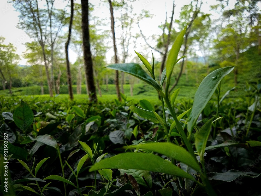 Obraz premium Close-up Fresh Tea Leaves in Assam Plantation with Soft Natural Light, India