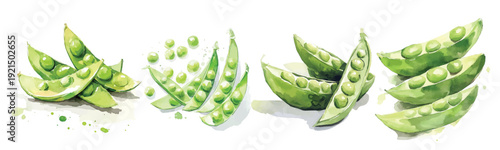Simple, Beautiful sliced peas painting design set. Hand-painted style, vectorized, vector set available in EPS Simple Hand-painted watercolor style. Adobe Illustrator Artwork