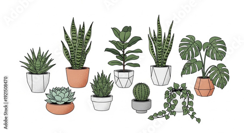 Variety of Potted Plants and Cacti.
