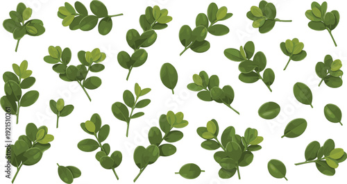 Fresh green curry leaves collection with different angles and natural herbal foliage elements for organic food design, botanical illustrations, and packaging.