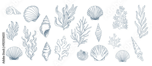 Coastal seashell and seaweed collection in vintage engraving line art.