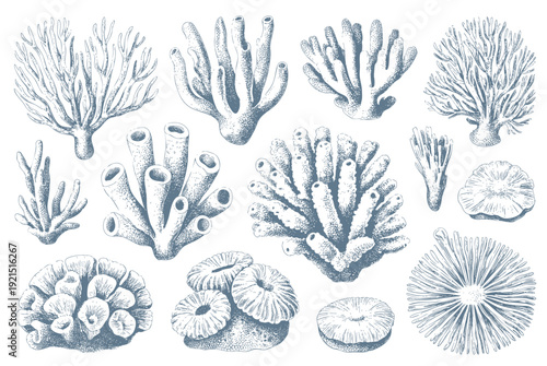 Underwater coral reef collection in classic vintage engraving line art isolated.