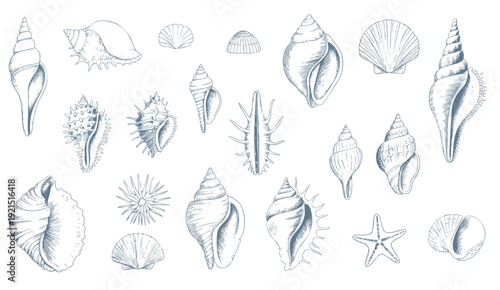 Vintage engraved seashell collection in  nautical line art isolated.