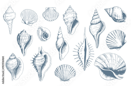 Vintage engraved seashell collection in  nautical line art isolated.