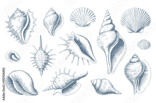 Vintage engraved seashell collection in  nautical line art isolated.