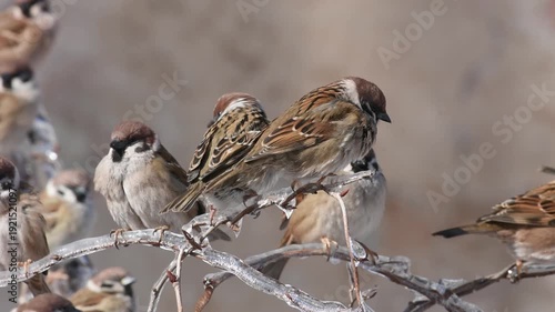 Little sparrows sit on the icy branches of lemongrass and grapes near the old building. Birds in the city in winter.