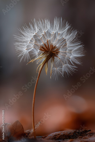 a close-up of a dandelion seed head on forest soil, macro photography,