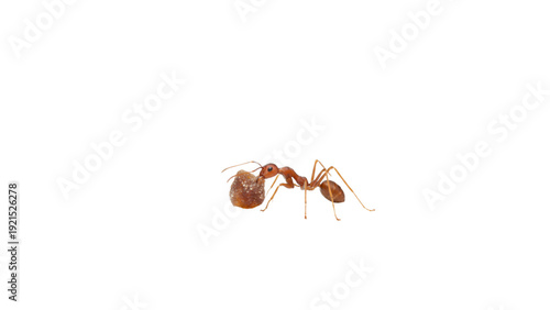 Ant Carrying Food Macro Photography Isolated on White Background