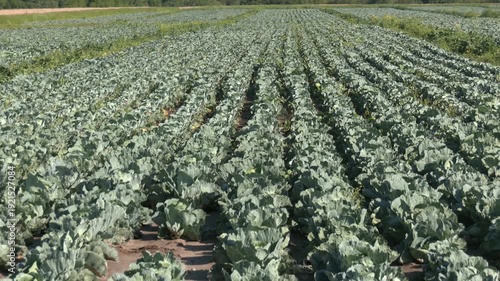 Ripe cabbage heads grow in even rows on fertile soil, a good harvest. Perspective of cabbage plants in rows on an agricultural field
