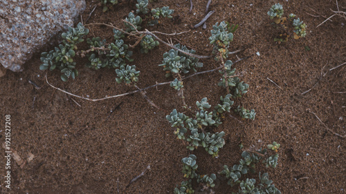 Succulent plants among desert rocks