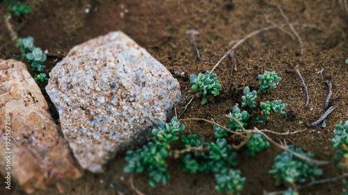Succulent plants among desert rocks
