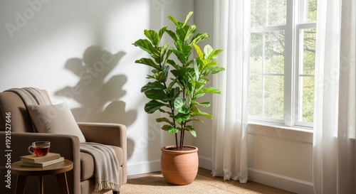 Serene living room corner with a large potted fiddle leaf fig plant by a sunny window.