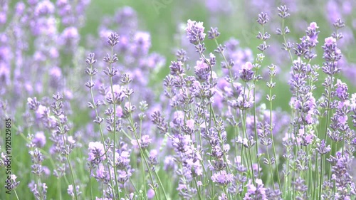 Lavender flowers in the lavender field. Selective focus. Close-up of blooming lavender in summer - intense colours and natural beauty, ideal for topics related to nature, agriculture and aromatherapy
