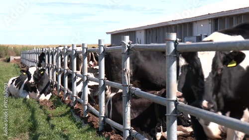 Cow farm concept, agriculture and livestock - herd of cows who eating hay in cowshed on dairy farm. Cows feeding process on modern farm. Cow on dairy farm eating hay