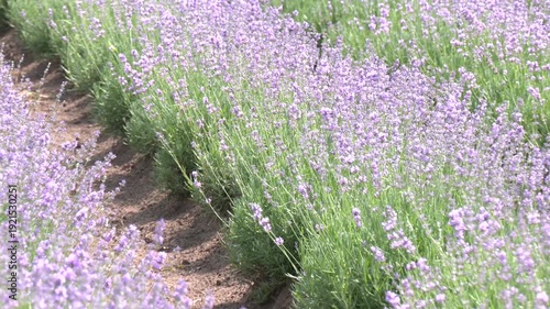 Lavender flowers in the lavender field. Selective focus. Close-up of blooming lavender in summer - intense colours and natural beauty, ideal for topics related to nature, agriculture and aromatherapy
