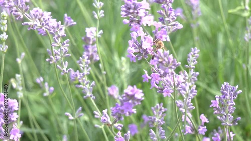 Beautiful lavender field . Blossom violet aromatic plants. Lavender flowers in the lavender field.  Close-up of blooming lavender in summer - intense colours and natural beauty