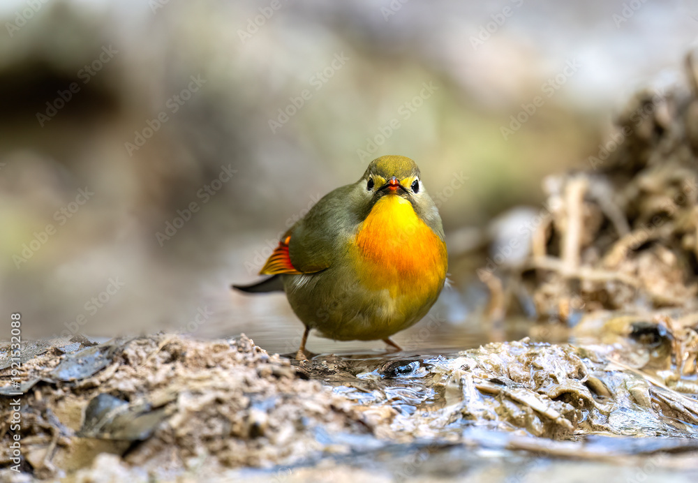 Fototapeta premium Close-up of Red-billed Leiothrix (Leiothrix lutea) in a jungle stream.