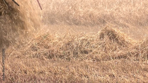 The harvester harvests ripe wheat and throws straw. Strong emission of straw when mowing wheat in the field. Harvest concept.  Combine riding through rural leaving trail of dust behind