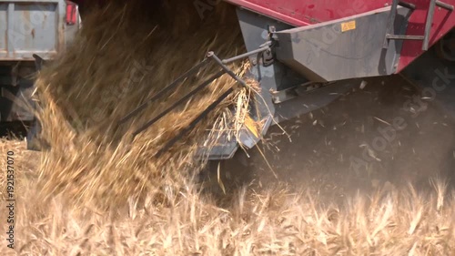 The harvester harvests ripe wheat and throws straw. Strong emission of straw when mowing wheat in the field. Harvest concept.  Combine riding through rural leaving trail of dust behind