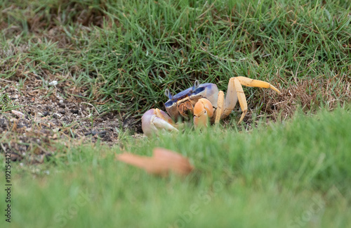 Blue Land Crab