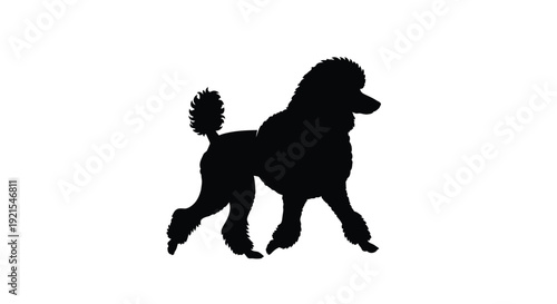 poodle, dog, animal, silhouette, black, white, mammal