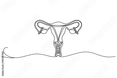Female Reproductive System Anatomical Illustration Continuous Line Art