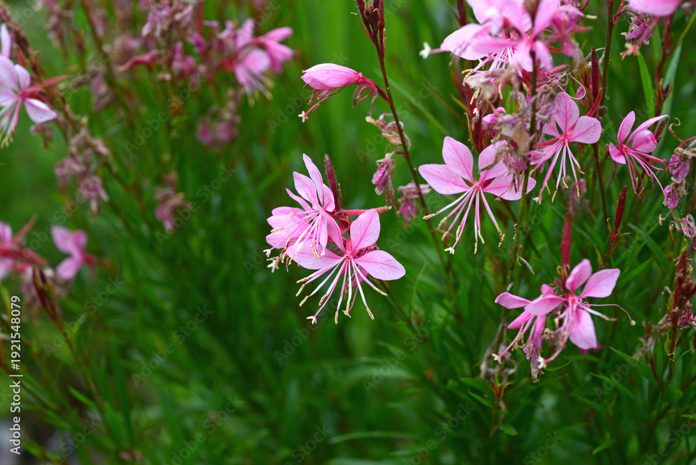 Fototapeta premium 庭に咲くピンクのガウラの花 アップ