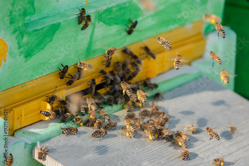 Honigbienen im Anflug auf das Flugloch