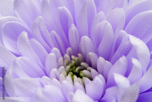 Macro photography of a beautiful purple chrysanthemum in full bloom, focusing on the delicate green center and soft pastel petals.