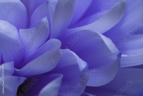 Artistic close-up of dark violet and indigo flower petals, creating a moody, abstract botanical background with deep shadows.