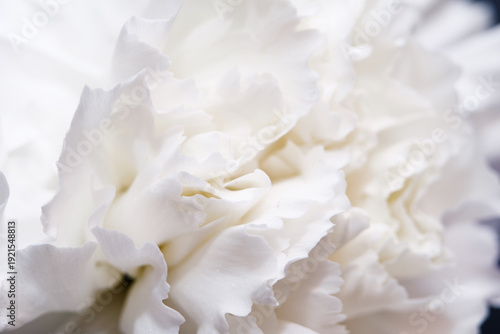 Abstract macro photography of a blooming white carnation flower focusing on its soft, ruffled petals and pure elegant texture.