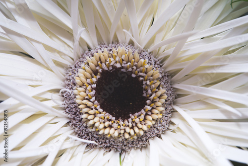 Macro photography of a beautiful white gerbera daisy in full bloom, focusing on its dark textured center and delicate white petals.