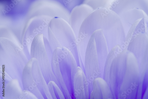 Delicate light purple flower petals captured in extreme macro, creating a soft, abstract, and romantic floral background with gentle bokeh.
