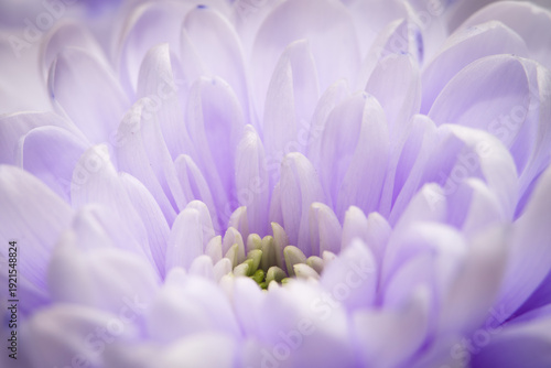 Soft macro photography of a blooming light purple chrysanthemum flower, showing delicate layered petals radiating from the center with a dreamy blurred background.