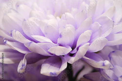 Macro photography of a beautiful light purple chrysanthemum flower from a side view, showing delicate layered petals and soft focus.