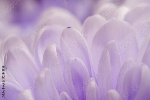 Abstract macro photography of delicate light purple flower petals with soft focus and dreamy bokeh background.