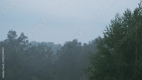 Wallpaper Mural Summer green forest in cloudy foggy weather in the morning Torontodigital.ca