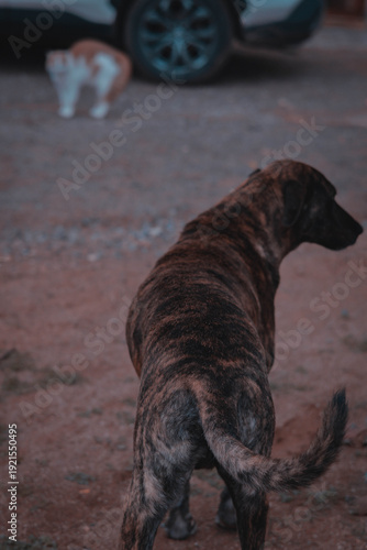 Dog Watching Cat Near Vehicle