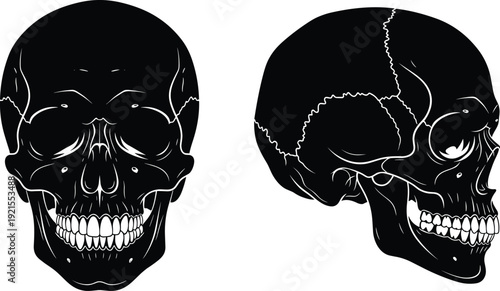 Set of black and white human skull illustrations featuring detailed front and profile views with visible teeth for anatomy medical and gothic design concepts
