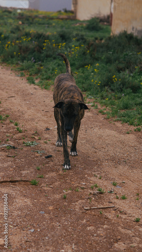 The dog walks slowly and trustingly towards them