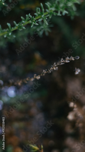 A green twig of a plant in a field with wildflowers