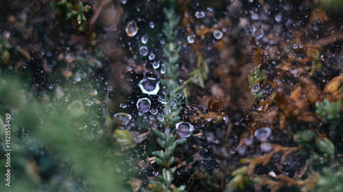 Morning dew drops on a spider's web