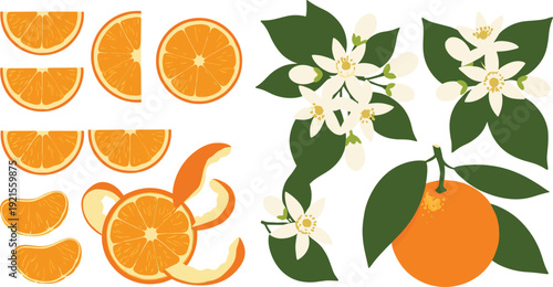 Orange Fruit Vector Set with Slices, Segments and Blossom Flowers, Fresh Citrus Collection with Leaves for Juice and Healthy Food Design