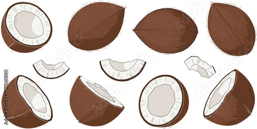 Hand Drawn Coconut Vector Set with Whole, Half and Sliced Pieces, Tropical Brown Shell and White Flesh Illustration Collection