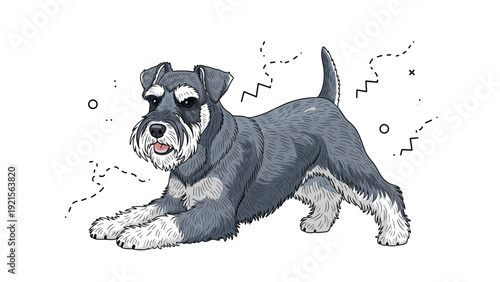 Charming illustration of a miniature schnauzer dog in a playful bowing position with its tail up on a white background.