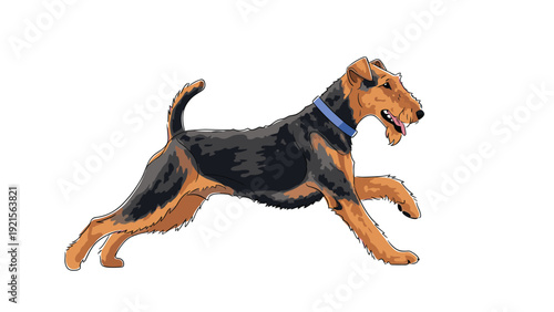 Athletic illustration of an airedale terrier dog with a black and tan wire coat running on a white background.
